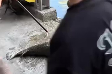 Người dân bắt được con cá 37kg ở hồ nước tại Hà Nội