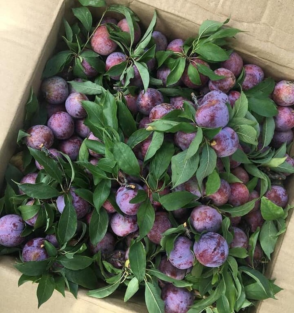 Mận đồi Pu Nhi ngọt như cherry, giá đắt ngang nho Mỹ vẫn “cháy” hàng - 8 Mận đồi Pu Nhi ngọt như cherry, giá đắt ngang nho Mỹ vẫn “cháy” hàng - 8