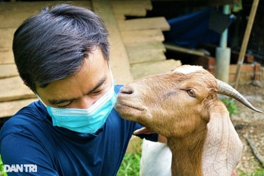 Bỏ việc lương 30 triệu đồng mỗi tháng, kỹ sư về quê nuôi dê, làm giàu