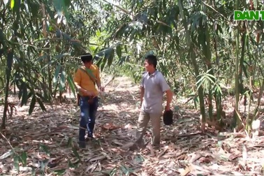 Anh nông dân mạnh dạn trồng tre Bát Độ trên vùng đất sỏi đá