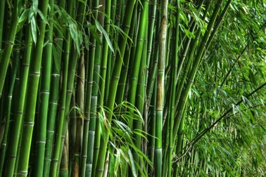 Bụi tre khiến hai nhà hàng xóm cạch mặt nhau, người phụ nữ nguy cơ mất nhà