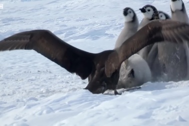 Độc đáo khoảnh khắc đàn chim cánh cụt non “dàn trận” chống lại kẻ săn mồi