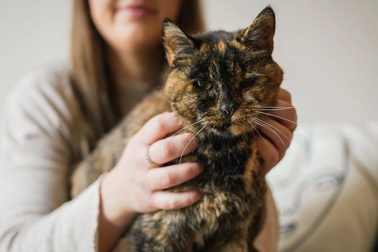 Mèo cao tuổi nhất thế giới lập kỷ lục Guinness