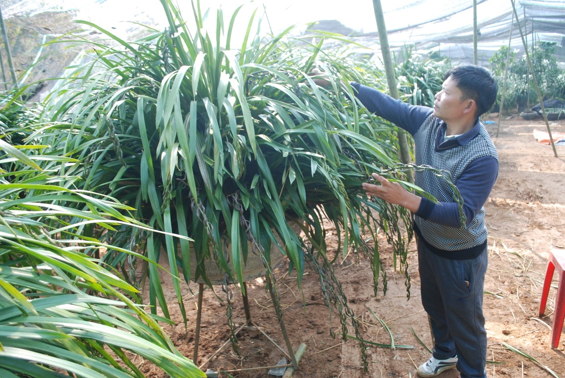 Sơ tán hàng nghìn chậu hoa quý ở Sa Pa xuống núi tránh rét hại - 4 Sơ tán hàng nghìn chậu hoa quý ở Sa Pa xuống núi tránh rét hại - 4