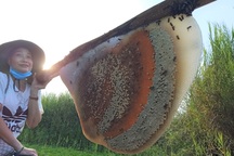 Thót tim cảnh lội rừng, "ăn" tổ ong "siêu to" trong rừng U Minh Hạ