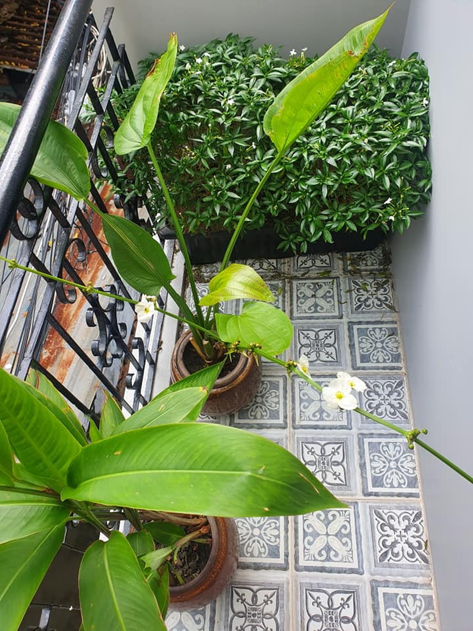 Bỏ Sài Gòn về quê, vợ chồng trẻ chi 200 triệu đồng cải tạo nhà cũ 23m2 - 8 Bỏ Sài Gòn về quê, vợ chồng trẻ chi 200 triệu đồng cải tạo nhà cũ 23m2 - 8