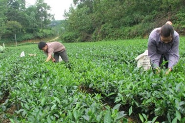 “Trà Thái trong tâm hồn người Việt”