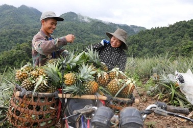 Điện Biên: Chị em trồng dứa mật để thoát nghèo