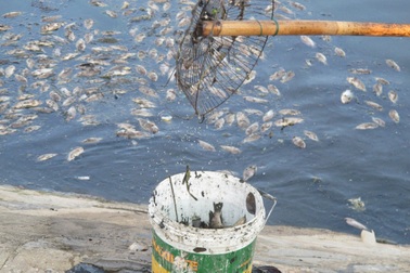 Cá chết nổi trắng kênh Đa Cô