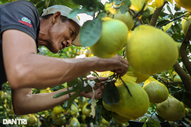 Bưởi Diễn giá 100 triệu, vượt gần 2.000km về TPHCM đón Tết