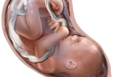 Máu dây rốn: Chìa khóa của minh mẫn