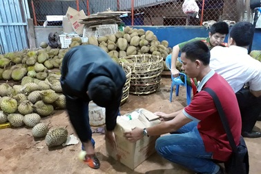 Tối nhúng sầu riêng vào phân bón, sáng bán đi các tỉnh phía Bắc