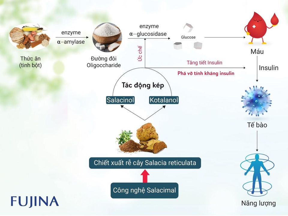 Công nghệ Salacimal - Bước tiến mới trong hỗ trợ ổn định đường huyết - 3 Công nghệ Salacimal - Bước tiến mới trong hỗ trợ ổn định đường huyết - 3