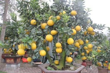 Bưởi Diễn trăm quả, đào đá hút hàng dịp Tết