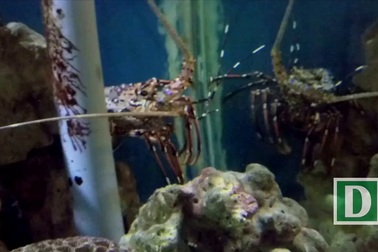 Tận thấy tôm hùm “nhảy múa” dưới nước ở Nha Trang