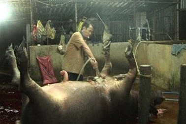 Chiêu “bẩn” bơm tăng trọng của đồ tể lò mổ