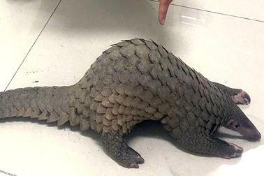 Tạm giữ hình sự một đầu bếp mua tê tê Java làm món ăn cho khách