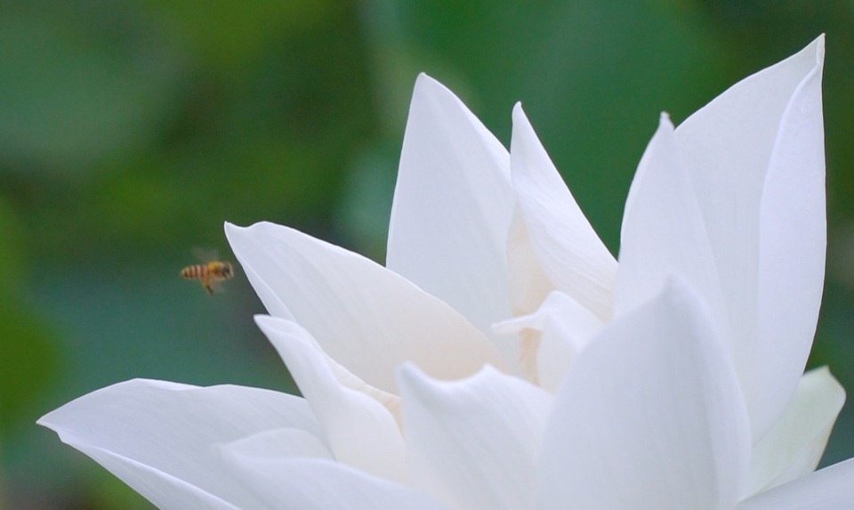 Du khách ngỡ ngàng trước vẻ đẹp của đầm sen trắng độc nhất ở Hà Nội - 8 Du khách ngỡ ngàng trước vẻ đẹp của đầm sen trắng độc nhất ở Hà Nội - 8