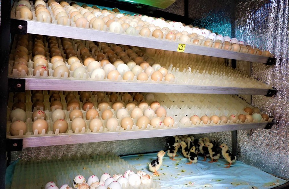 Nuôi chim trĩ, gà quý phi chàng trai Cần Thơ kiếm 300 triệu đồng mỗi năm - 3 Nuôi chim trĩ, gà quý phi chàng trai Cần Thơ kiếm 300 triệu đồng mỗi năm - 3