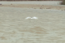 Hồng hạc vẫn còn sống sau 17 năm "vượt ngục" táo bạo khỏi vườn thú