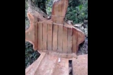 Bắt 3 lâm tặc, thu giữ hơn 50m3 gỗ lậu