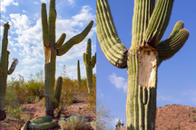 Mùa hè oi bức ở Mỹ khiến cây xương rồng cũng không chịu nổi