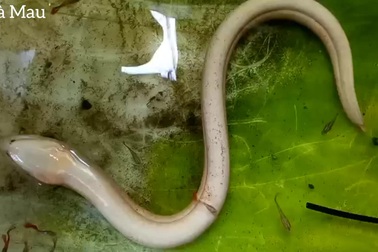 Con lươn màu trắng sữa hiếm gặp (Video: NDCC)