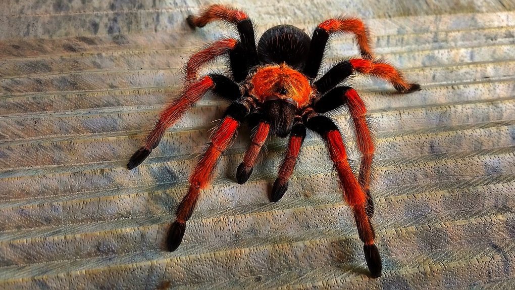 Nhện tarantula có nọc độc và lông có thể gây dị ứng cho những người nhạy cảm (Ảnh: PB). Nhện tarantula có nọc độc và lông có thể gây dị ứng cho những người nhạy cảm (Ảnh: PB).