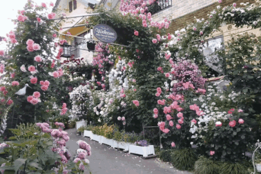 Vườn hồng "khủng" hơn 150 gốc của người đàn ông đam mê trồng hoa