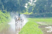 "Vua" bò bật mí cách tăng lực cho bò đua để ẵm cup vô địch