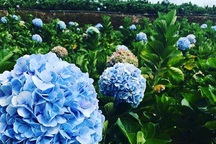 Check - in tại cánh đồng hoa cẩm tú cầu đẹp ngất ngây ở Đà Lạt