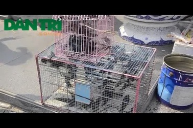 Chim phóng sinh bị mua đi, bán lại đến chết mới thôi