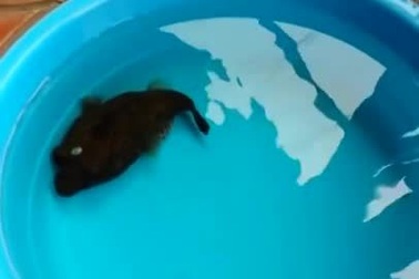 cá nóc căng phồng người để tự vệ.