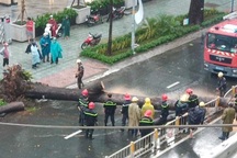 Cây cổ thụ cao hàng chục mét đổ đè người đàn ông trên phố Sài Gòn