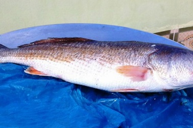 Ngư dân bắt được cá sủ vàng, bán cả trăm triệu