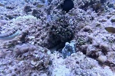 Bạch tuộc… tung nắm đấm về phía cá để tự vệ