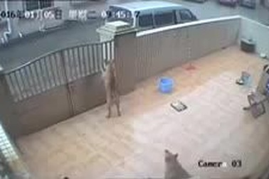 Cẩu tặc liều lĩnh vào sân trộm chó