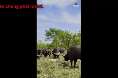 Tình cảnh bi thảm của sư tử già khi bị đàn trâu rừng hành hạ