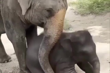 Hài hước khoảnh khắc voi mẹ vất đồ chơi của con