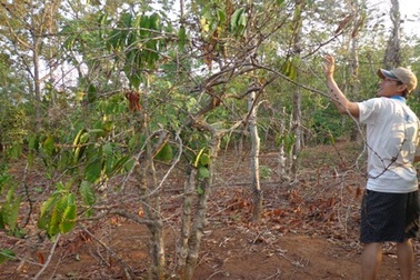 Hạn hán gây thiệt hại hơn 1.600 tỷ đồng