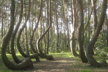 Câu chuyện về khu rừng "ma ám" được mệnh danh là "tam giác quỷ"