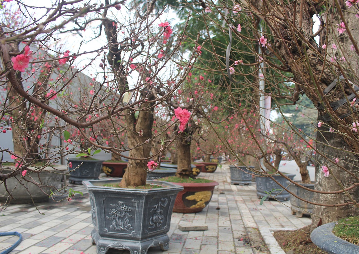 Vì sao đào, quất ế ẩm người bán vẫn cố bám trụ đến giao thừa? - 1 Vì sao đào, quất ế ẩm người bán vẫn cố bám trụ đến giao thừa? - 1