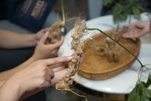 Độc đáo “Quốc bảo” sâm Ngọc Linh và dấu ấn văn hóa người Xơ Đăng