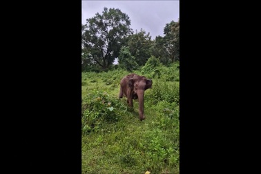 Thót tim khoảnh khắc voi hung hăng đuổi theo xe chở đầy du khách