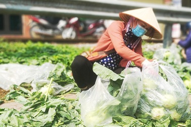 Xót cảnh nông sản Hải Dương "khóc" tại vườn, người dân chung tay giải cứu