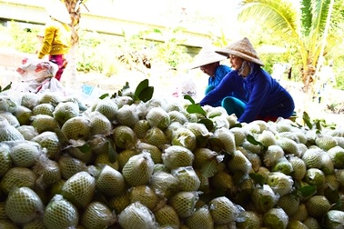 Bán 30 ký ổi chưa mua nổi tô bún ăn sáng   