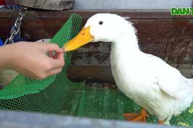 Chú vịt thông minh được chủ cưng như con