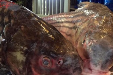 Cặp "quái ngư" trên dòng Mê Kông: Cá trà sóc khủng lồ 70 kg ở Thủ đô