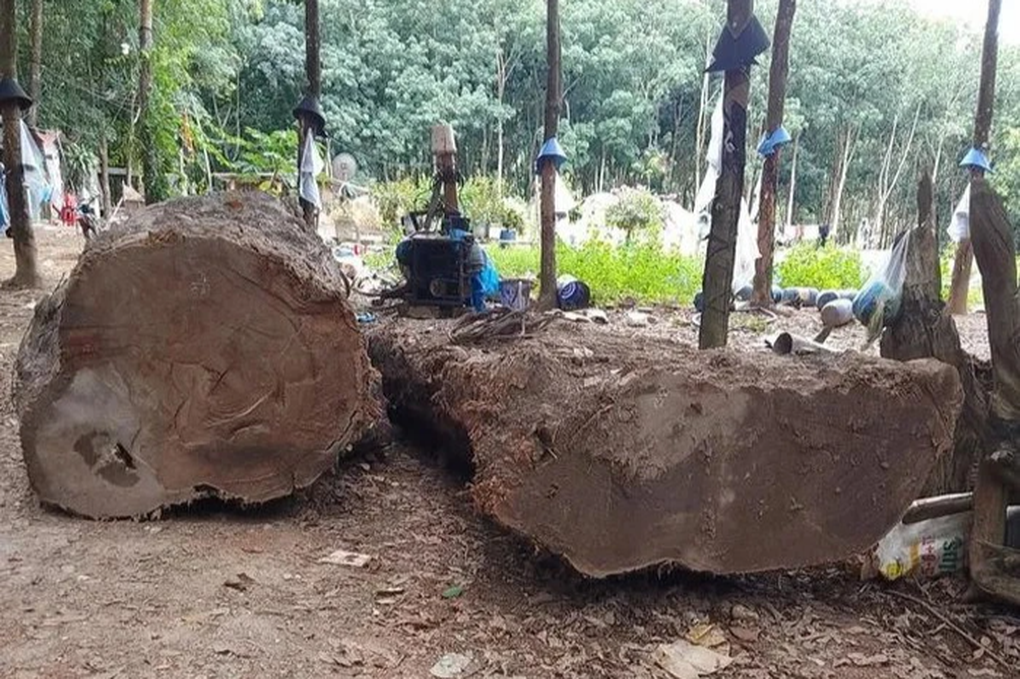 Vụ bỏ gần trăm triệu đào gỗ dưới ruộng: Xác lập quyền sở hữu toàn dân - 2 Vụ bỏ gần trăm triệu đào gỗ dưới ruộng: Xác lập quyền sở hữu toàn dân - 2