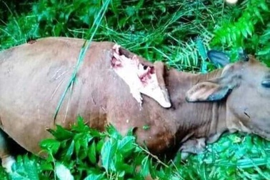 Xuất hiện thú dữ ăn thịt 5 con dê của người dân